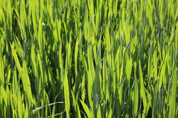 gewächs getriedefeld sommer grün wachstum