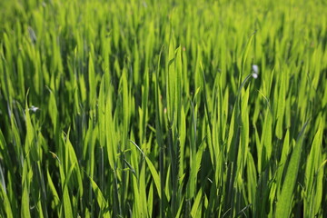 gewächs getriedefeld sommer grün wachstum