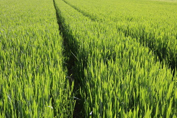 gewächs getriedefeld sommer grün wachstum