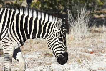 Fototapeta na wymiar Steppenzebra (Equus quagga) im Etoscha Nationalpark in Namibia.
