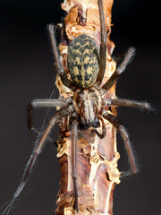 Giant house spider (Eratigena atrica)