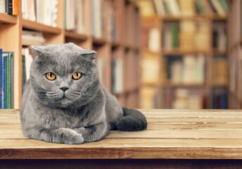 Portrait of cute smart cat lies