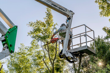 A man prunes a mimosa with a chainsaw by climbing high with an aerial platform