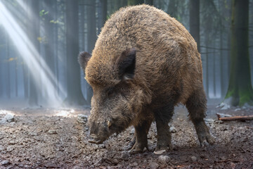 Keiler im Sonnenlicht am Waldrand