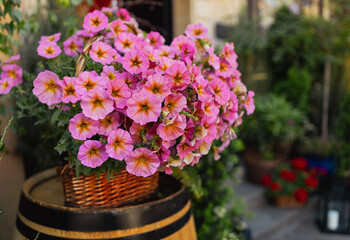 Crimson pink blooming Petunia flowers, Petunia hybrida and Hortensia plants. Blossoming flowers in summer garden. Wooden barrel with flowerpots, cafe terrace