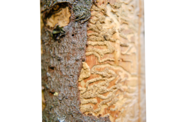 Drawing made by bark beetle on a piece of bark, isolated on a white background. Close-up of tree is eaten by pests