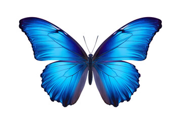 Naklejka premium Beautiful color butterfly isolated on a transparent background