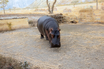 A huge hippopotamus in the water opens its mouth with sawed-off fangs. Wild animals in their...