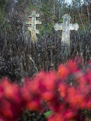 two crosses behind red berries on cemetery in monochrome style