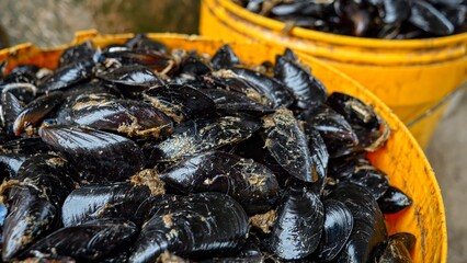 Closeup of fresh raw mussels lying in a big bucket on sea fish market