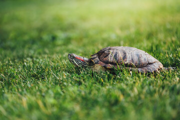 red-eared slider turtle on the lawn
