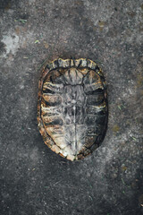 turtle shell on gray concrete tile