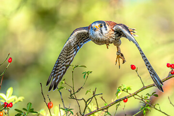 Falco sparverius in nature