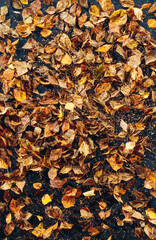 abstract dried leaves background, close-up view