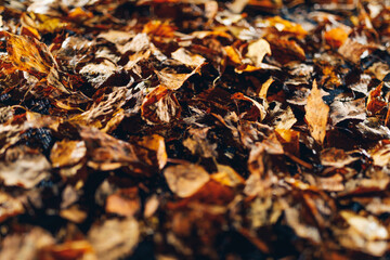 abstract dried leaves with backlight illumination