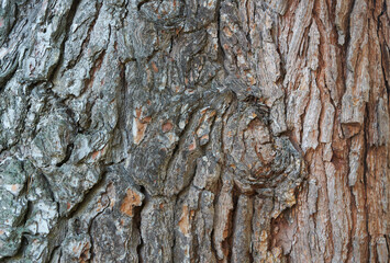 The outer layer of pine bark. Texture. Copy space.