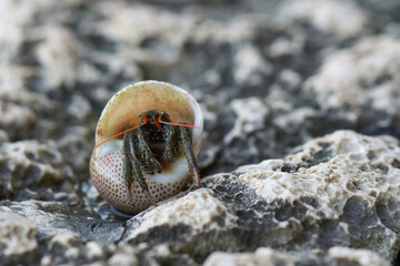 Hermit crayfish in a mollusk shell on a rocky seashore. Macrophotography.