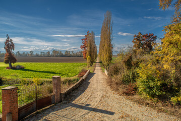 Country road among rows of trees poplar cypress trees with autumn colors under blue sky, Landscape...