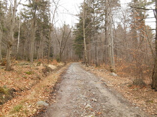 road in forest