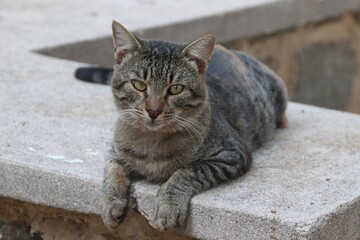 Katze liegt auf einer Mauer