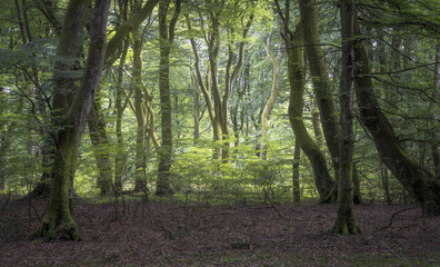 Beautiful forest at the Rebild Bakker area in Denmark