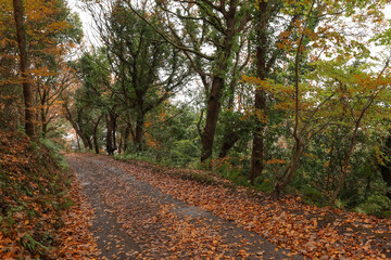 path in autumn forest