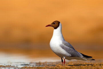 Gull. Colorful nature background. Bird: Black headed Gull. Chroicocephalus ridibundus.