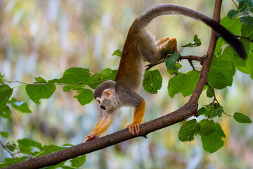 Beautiful monkey on the tree