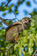 Beautiful monkey on the tree