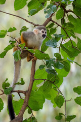 Beautiful monkey on the tree