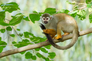 Beautiful monkey on the tree