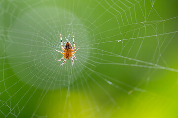 A spider that crawls on a web