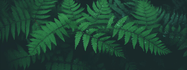 Natural fern pattern. Beautiful background made with young green fern leaves. Wet green foliage natural floral background. Rainy forest