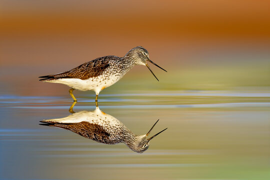 A water bird walking nervously over still water. Bird: Wood Sandpiper. (Tringa glareola). Colorful nature background.