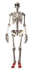 Skeleton png anatomy png bone png full skeleton png medical tools png biological tools png - obrazy, fototapety, plakaty