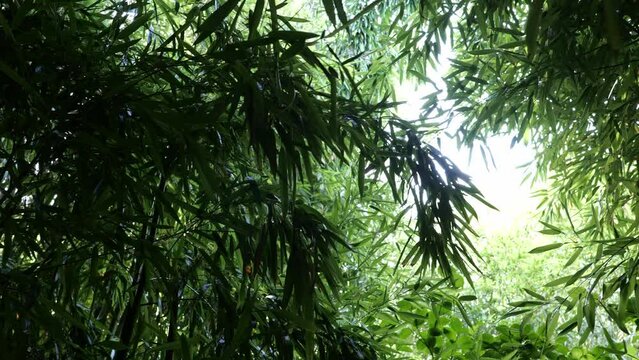 bamboos in a bamboo forest