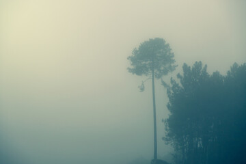 Photograph of the forest with a lonely tree in the fog. Horizontal image with copy space