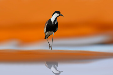 A shorebird in its natural habitat. Blue orange nature background. Spur winged Lapwing. Vanellus spinosus.