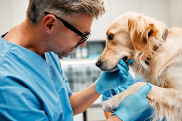 Animals for examination and treatment in the veterinary clinic - obrazy, fototapety, plakaty