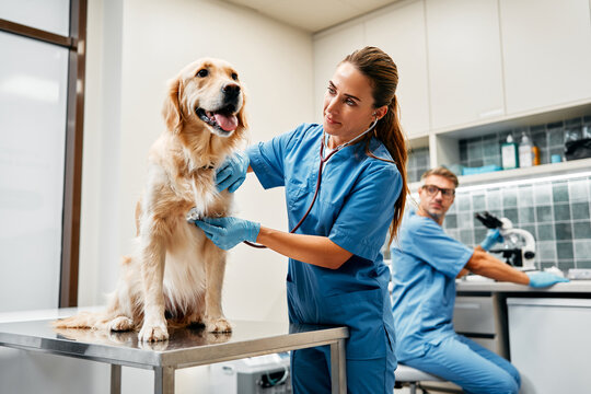 Animals for examination and treatment in the veterinary clinic