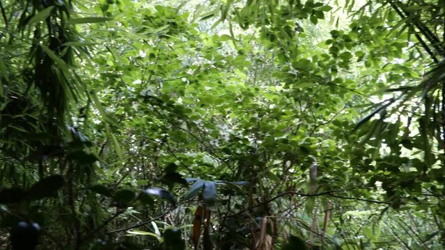 bamboos in a bamboo forest