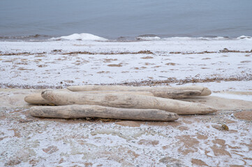 Tree trunks, salted and weather-beaten, washed ashore