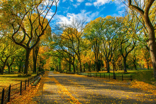 Central Park in the Fall