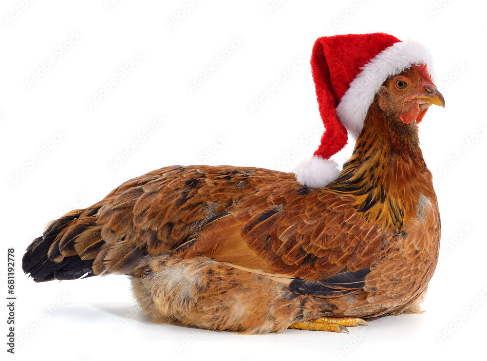 Wall mural Chicken in Christmas hat.