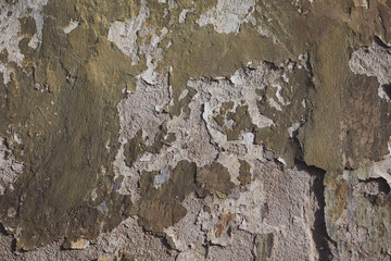 Cracked wall with old layers of paint in abandoned house. Texture of old wall with cracks, dents and peeling paint. Weathered rough painted surface with patterns of cracks and peeling. Grunge texture.