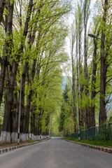 Obraz premium Beautiful road in the woods