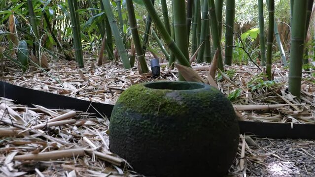bamboos in a bamboo forest