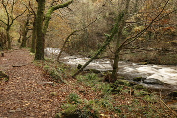 river in the forest. Exmoor National Park