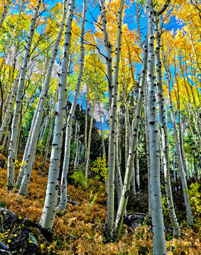 Rocky Mountain National Park Aspens in the Fall