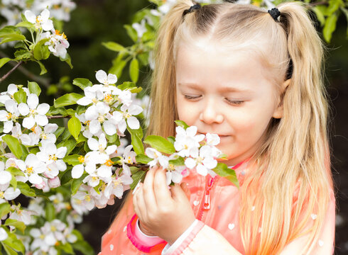 Portrait of cute blonde little old girl smelling the apple tree blossom. Spring gardening concept. Spring childhood themed photo. Child and nature.